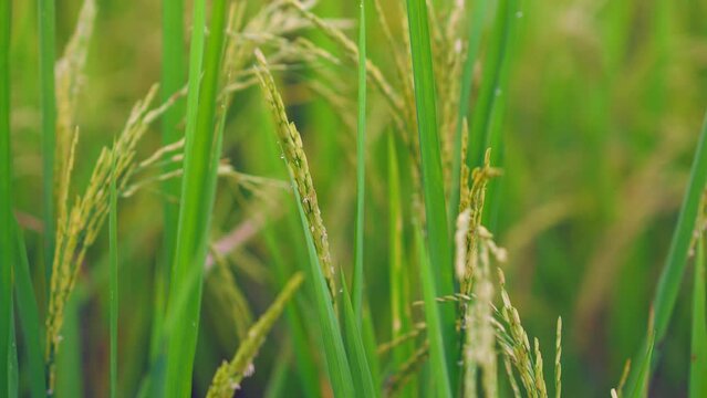 Rice for harvest growing in field