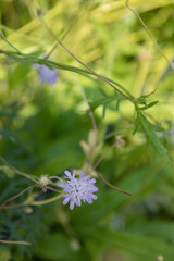 Small purple blooming wildflowers, top view