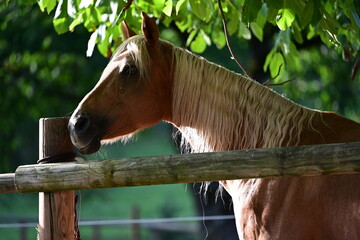 Schönes Pferd unter Walnussbaum, Ausschnitt