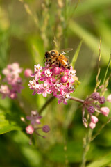 Close-up of blooming swamp milkweed with bee