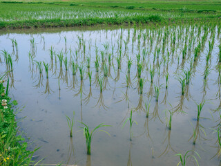 田植えの後