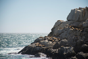 Sea lions seen on a sunny day on a rocky shore at Viña del Mar beach on the Chilean coast of South America