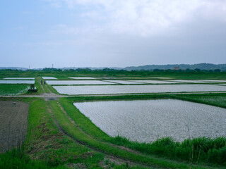 田んぼ道を散歩