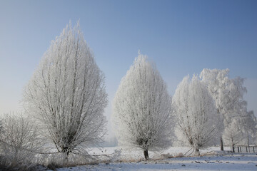 Rauhreif auf Bäumen im Winter, Winterlandschaft, Bayern, Deutschland, Europa 