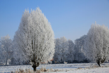 Rauhreif auf Bäumen im Winter, Winterlandschaft, Bayern, Deutschland, Europa 