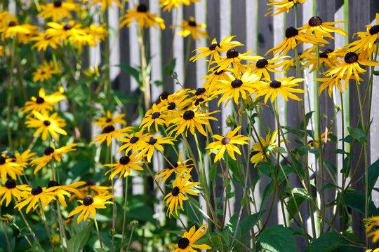 Gelbe Sonnenhut (Echinacea paradoxa) Pflanze mit gelben Bl&uuml;ten am Gartenzaun