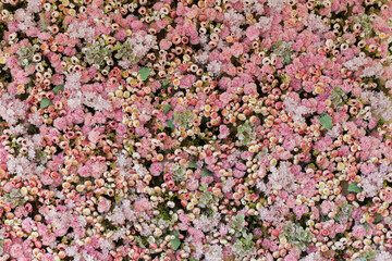 Pink flower background. Spring blossom floral background