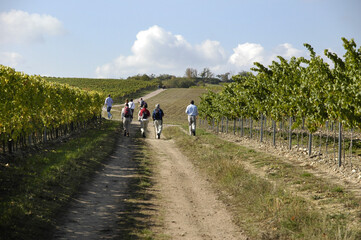 Obraz premium wandern im weinberg