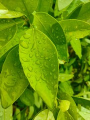 green leaf with water drops
