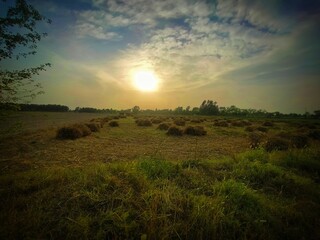 Fototapeta premium sunset in the field