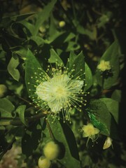 close up of a flower of a plant
