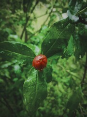 Red tiny flower ln leaves 