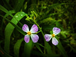 purple orchid in the garden