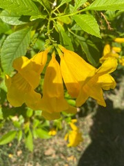 Obraz premium yellow maple leaves