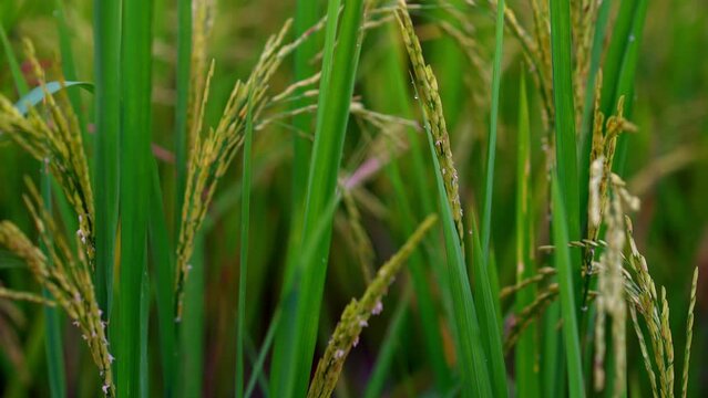 Rice for harvest growing in field
