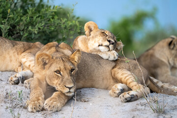 Lion Cubs Sleeping, Botswana