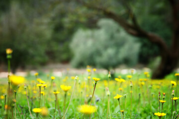 Close up image of flowers blooming in meadow