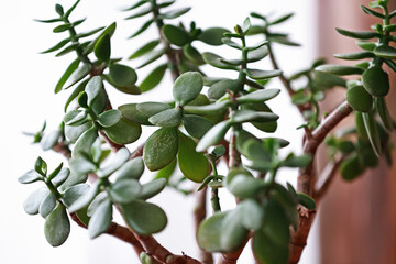 Jade tree, Crassula Ovata, indoor plants.
