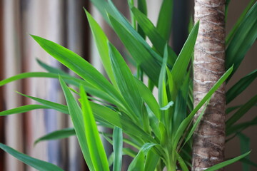 Tree of Life, Yucca Elephantipes, indoor plants.