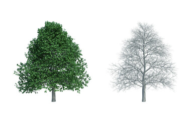 3d rendering tree isolated cut background