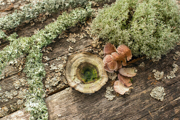 Medicinal mushroom Trametes versicolo on a wooden rough background and natural details - driftwood in moss.