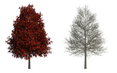 3d rendering tree isolated cut background