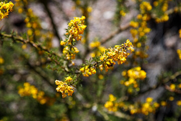 yellow flowers on a tree