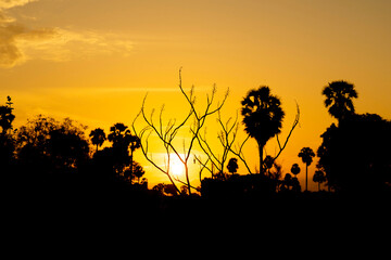 sunset with tree silhouette background