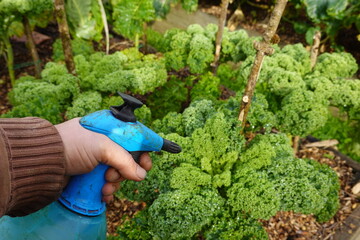 spraying plants with insecticide to combat pests in the vegetable garden or on plants