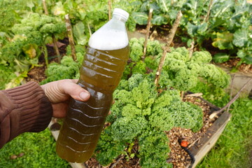 man holds homemade fertilizer for use in the vegetable garden made with nettle and Russian comfrey