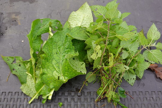 nettle leaves and Russian comfrey to deliver nitrogen, potassium and phosphorus to plants