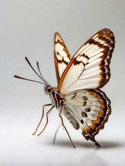 Obraz premium Colorful butterfly isolated on white macro close up photo and white butterfly digital illustration ai