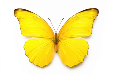 Yellow Butterfly Isolated on White. Beautiful Morpho Wing Closeup of a Colorful Insect in Vibrant