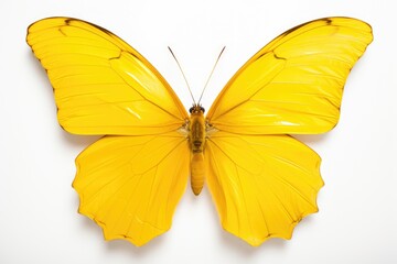 Isolated Yellow Butterfly with Beautiful Morpho Wings - White Background