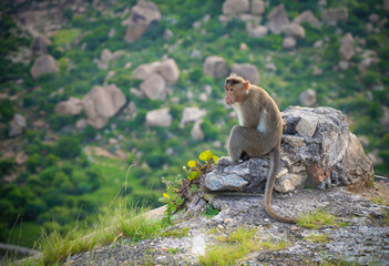long macaque on a rock