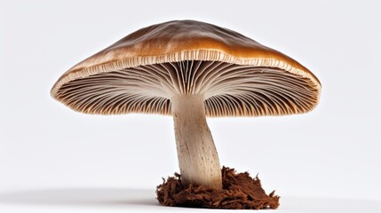 One whole edible mushroom on white background. Neural network AI generated art