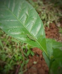 Insects on Coffee Leaves in the Garden