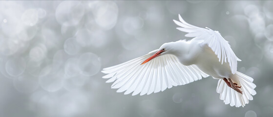 Elegant White Egret in Flight: A Graceful Dance with the Glistening Light, Captured Against a Soft Bokeh Background