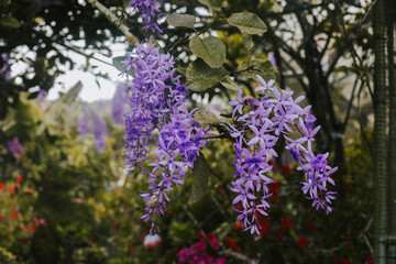 Beautiful background with flowers. Lilac Petrea Flowers