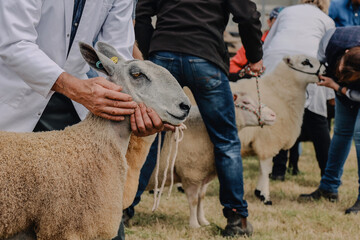 Man Holding Prize winning Blue Faced Leicester Sheep at Eglwysbach Country Show, North Wales
