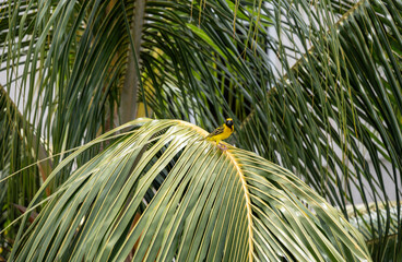 African yellow weavers in natural conditions on a green branch in a national park in Kenya