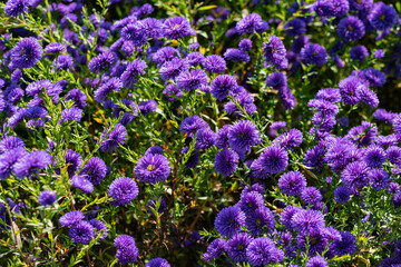 Obraz premium Dutch chrysanthemums and various butterflies in the park