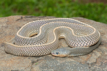 A wild Cape file snake (Limaformosa capensis), also known as the common file snake, curled up on a rock during a late summer's afternoon