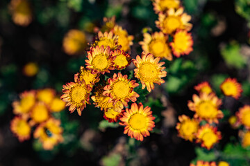 Wild chrysanthemums growing in the fields