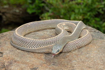 A wild Cape file snake (Limaformosa capensis), also known as the common file snake, curled up on a rock during a late summer's afternoon
