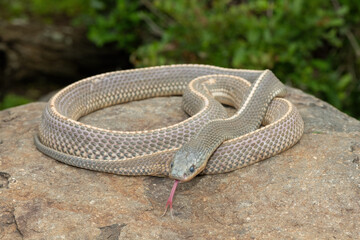 A wild Cape file snake (Limaformosa capensis), also known as the common file snake, curled up on a rock during a late summer's afternoon