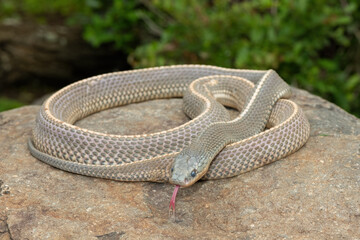 A wild Cape file snake (Limaformosa capensis), also known as the common file snake, curled up on a...