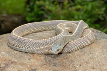 Fototapeta premium A wild Cape file snake (Limaformosa capensis), also known as the common file snake, curled up on a rock during a late summer's afternoon