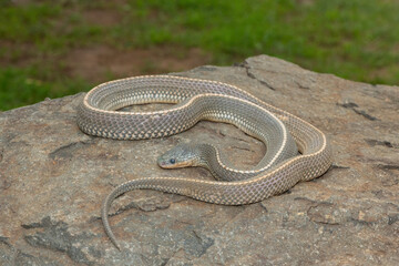 A wild Cape file snake (Limaformosa capensis), also known as the common file snake, curled up on a rock during a late summer's afternoon