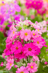 鮮やかなメラコイデス